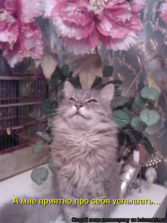 Котоматрица: А мне приятно про себя услышать...
