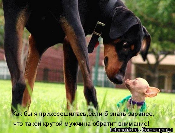 Как бы я прихорошилась,если б знать заранее, что такой крутой мужчина обратит внимание!... Котоматрица: Как бы я прихорошилась,если б знать заранее, что такой крутой мужчина обратит внимание!