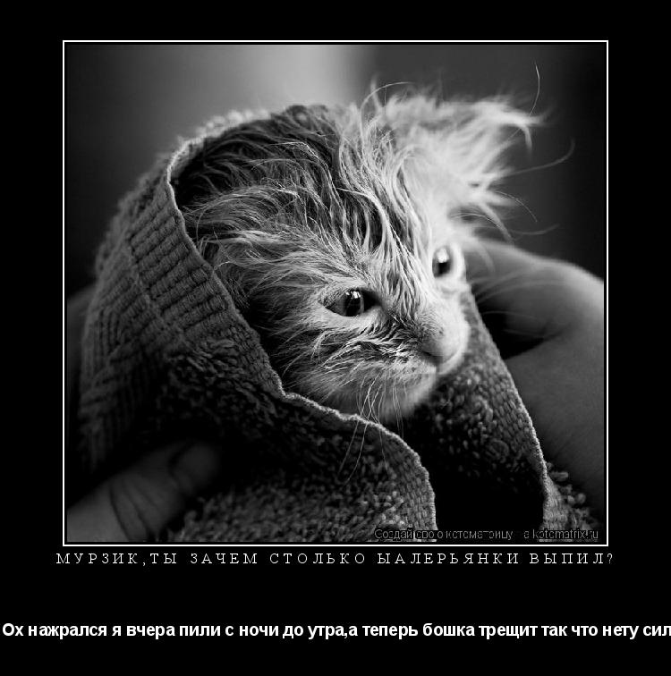 Котоматрица: мурзик,ты зачем столько ыалерьянки выпил?  Ох нажрался я вчера пили с ночи до утра,а теперь бошка трещит так что нету сил