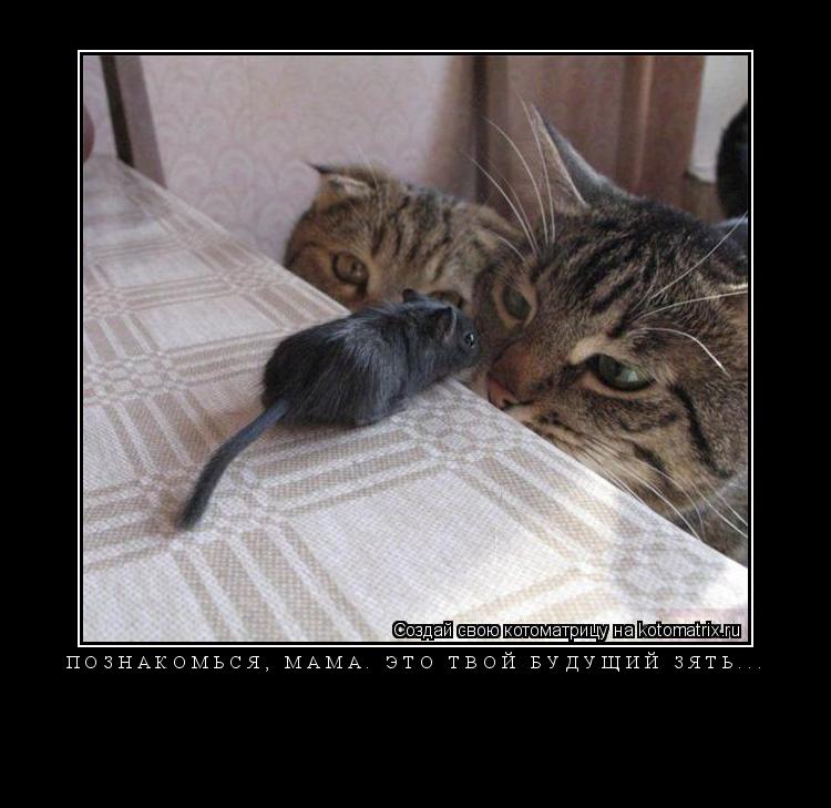 Котоматрица: Познакомься, мама. Это твой будущий зять... 