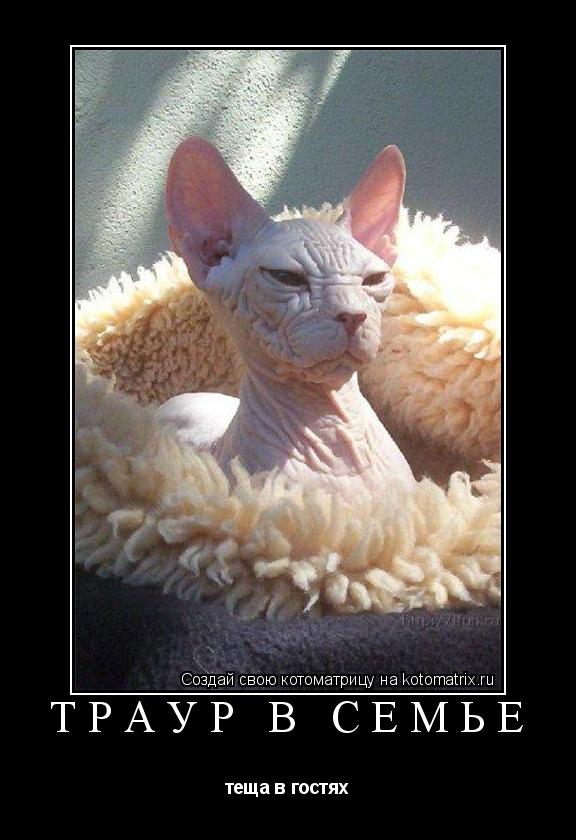 Котоматрица: траур в семье теща в гостях