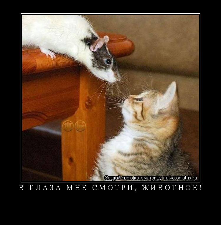 Котоматрица: В глаза мне смотри, животное! 