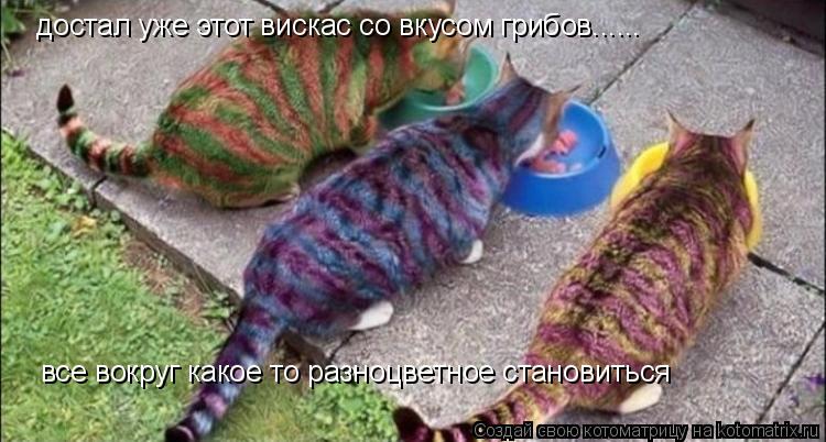 достал уже этот вискас со вкусом грибов...... все вокруг какое то разноцветное становиться... Котоматрица: достал уже этот вискас со вкусом грибов...... все вокруг какое то разноцветное становиться