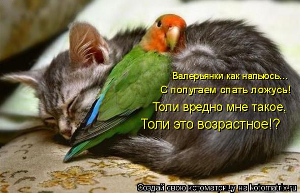 Валерьянки как напьюсь... С попугаем спать ложусь! Толи вредно мне такое, Толи это возрастное!?... Котоматрица: Валерьянки как напьюсь... С попугаем спать ложусь! Толи вредно мне такое, Толи это возрастное!?