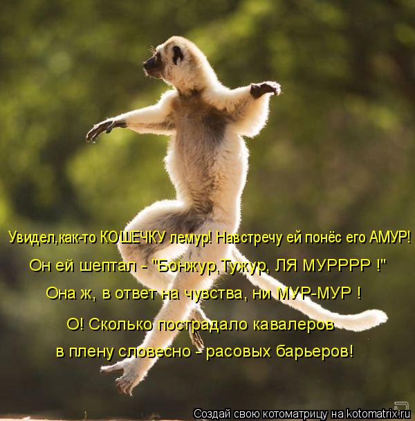 Увидел,как-то КОШЕЧКУ лемур! Навстречу ей понёс его АМУР! Он ей шептал - "Бонжур,Тужур, ЛЯ МУРРРР !" ... Котоматрица: Увидел,как-то КОШЕЧКУ лемур! Навстречу ей понёс его АМУР! Он ей шептал - "Бонжур,Тужур, ЛЯ МУРРРР !" Она ж, в ответ на чувства, ни МУР-МУР ! О! Скол