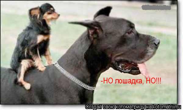 Котоматрица: -НО лошадка, НО!!!