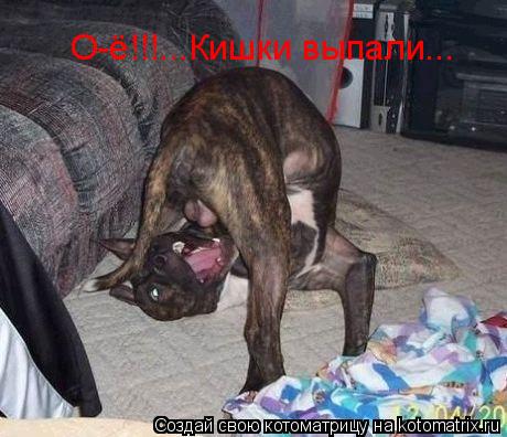 О-ё!!!...Кишки выпали...... Котоматрица: О-ё!!!...Кишки выпали...
