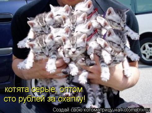 Котоматрица: котята серые, оптом сто рублей за охапку!
