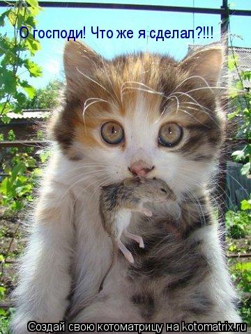 О господи! Что же я сделал?!!!... Котоматрица: О господи! Что же я сделал?!!!