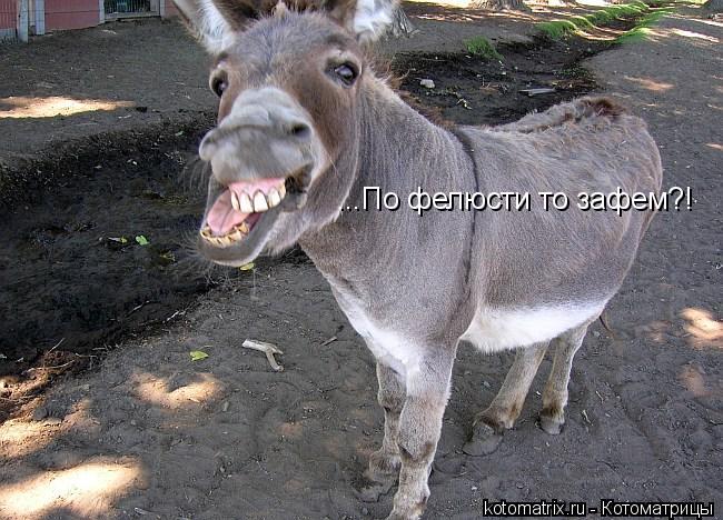 ...По фелюсти то зафем?!... Котоматрица: ...По фелюсти то зафем?!