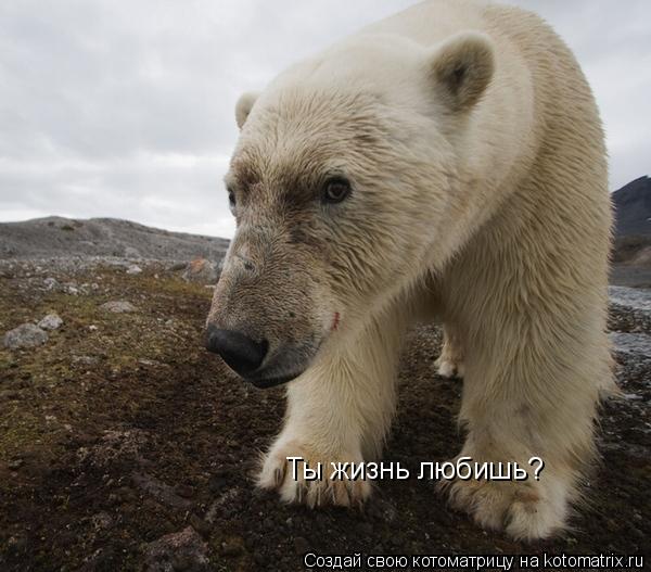 Ты жизнь любишь?... Котоматрица: Ты жизнь любишь?