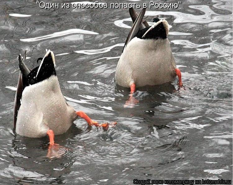 "Один из способов попасть в Россию"... Котоматрица: "Один из способов попасть в Россию"