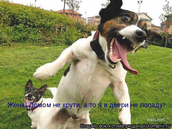 Жена! Домом не крути, а то я в двери не попаду!... Котоматрица: Жена! Домом не крути, а то я в двери не попаду!