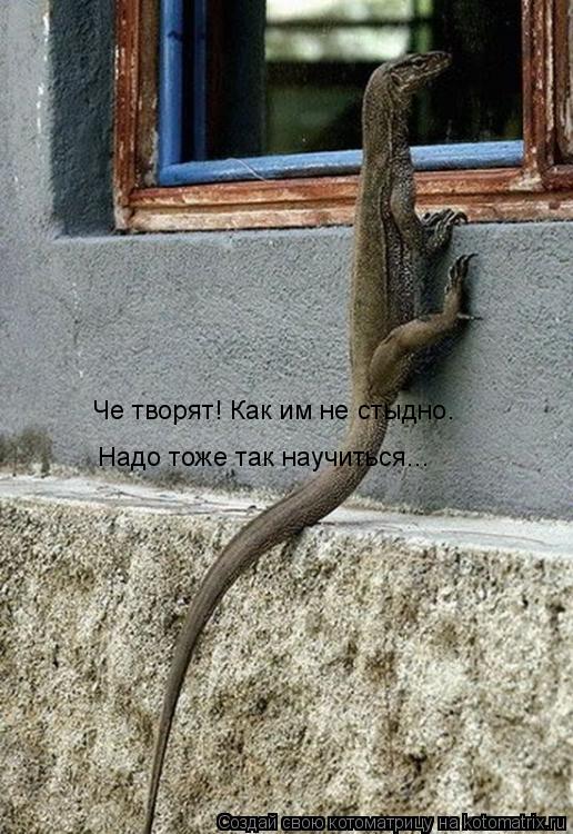 Котоматрица: Че творят! Как им не стыдно.  Надо тоже так научиться...