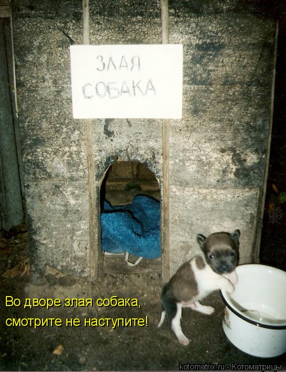 Во дворе злая собака, смотрите не наступите!... Котоматрица: Во дворе злая собака, смотрите не наступите!