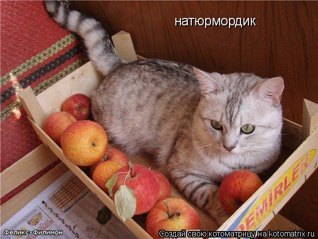 натюрмордик... Котоматрица: натюрмордик