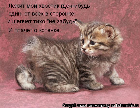 Котоматрица: Лежит мой хвостик где-нибудь один, от всех в сторонке. и шепчет тихо "не забудь", И плачет о котенке.