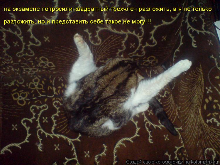 на экзамене попросили квадратный трехчлен разложить, а я не только разложить, но и представить себе т... Котоматрица: на экзамене попросили квадратный трехчлен разложить, а я не только разложить, но и представить себе такое не могу!!!