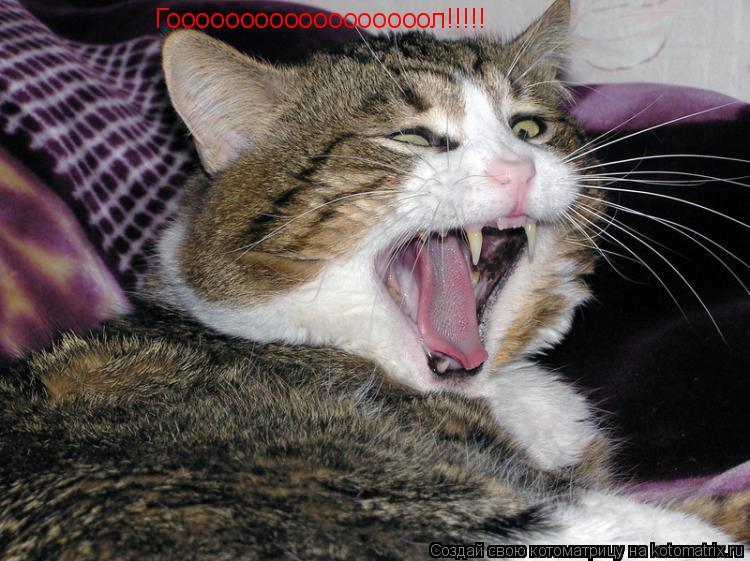 Котоматрица: Гоооооооооооооооооол!!!!!