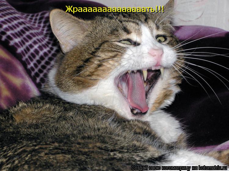 Котоматрица: Жраааааааааааааать!!!