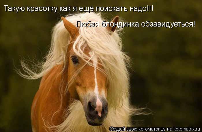 Котоматрица: Такую красотку как я ещё поискать надо!!! Любая блондинка обзавидуеться!