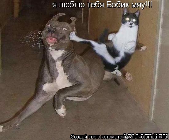 Котоматрица: я люблю тебя Бобик мяу!!!