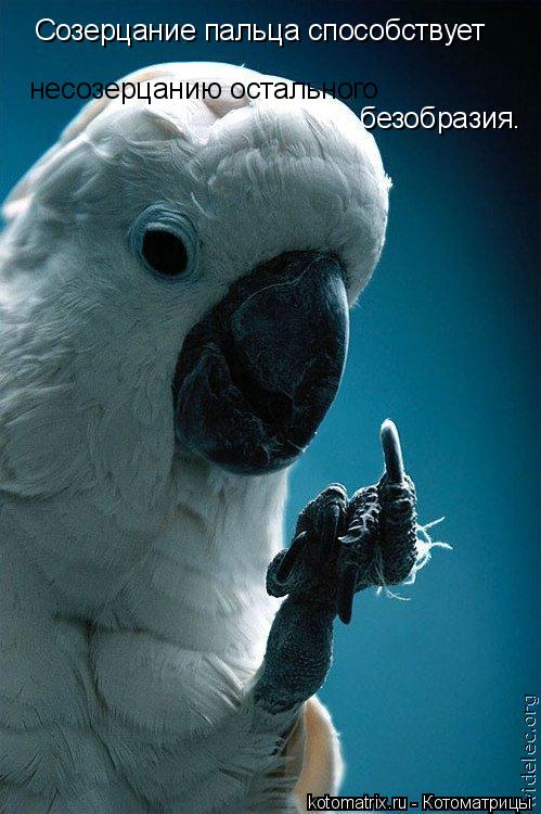 Котоматрица: Созерцание пальца способствует  несозерцанию остального  безобразия.