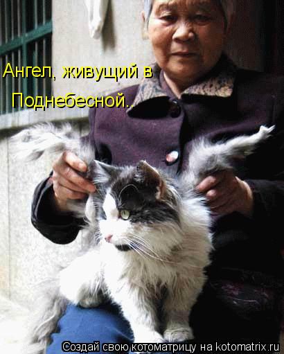 Котоматрица: Ангел, живущий в Поднебесной..