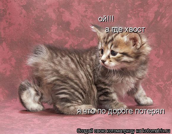 Котоматрица: ой!!! а где хвост я что по дороге потерял