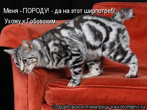 Котоматрица: Меня - ПОРОДУ! - да на этот ширпотреб!  Ухожу к Гобовским.