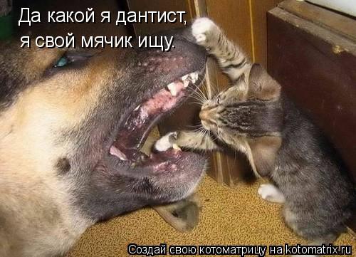 Да какой я дантист, я свой мячик ищу.... Котоматрица: Да какой я дантист, я свой мячик ищу.