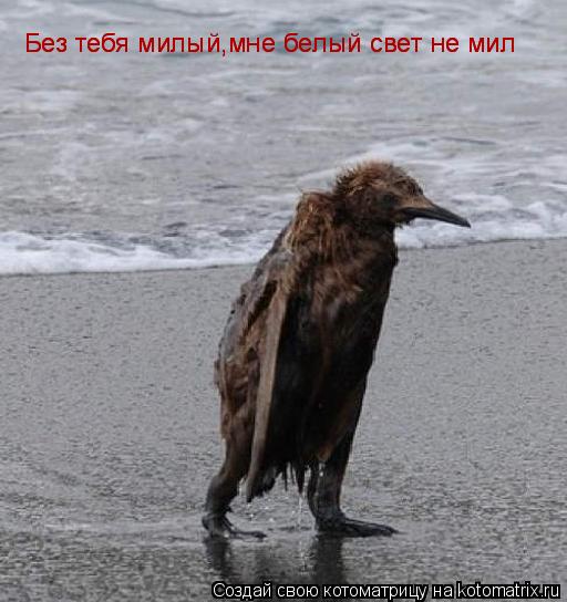 Без тебя милый,мне белый свет не мил Без тебя милый,мне белый свет не мил... Котоматрица: Без тебя милый,мне белый свет не мил Без тебя милый,мне белый свет не мил