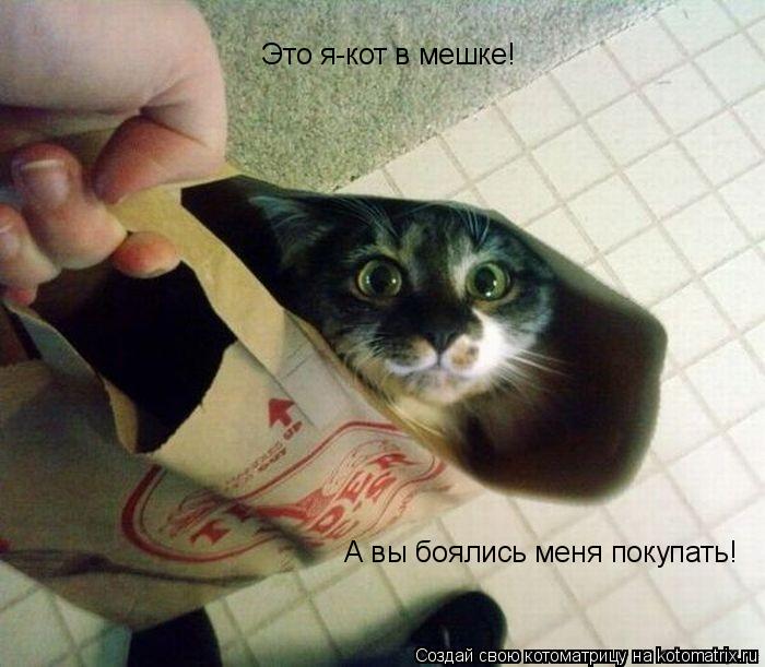 Котоматрица: Это я-кот в мешке! А вы боялись меня покупать!
