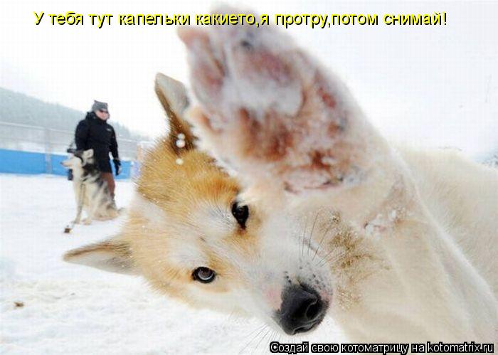 У тебя тут капельки какието,я протру,потом снимай!... Котоматрица: У тебя тут капельки какието,я протру,потом снимай!