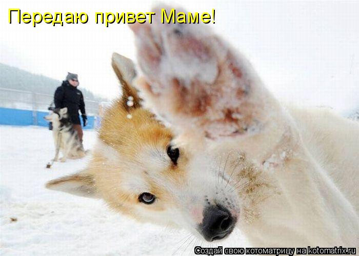 Передаю привет Маме!... Котоматрица: Передаю привет Маме!
