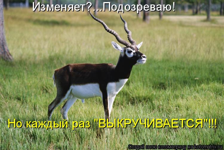 Изменяет?...Подозреваю! Но каждый раз "ВЫКРУЧИВАЕТСЯ"!!!... Котоматрица: Изменяет?...Подозреваю! Но каждый раз "ВЫКРУЧИВАЕТСЯ"!!!