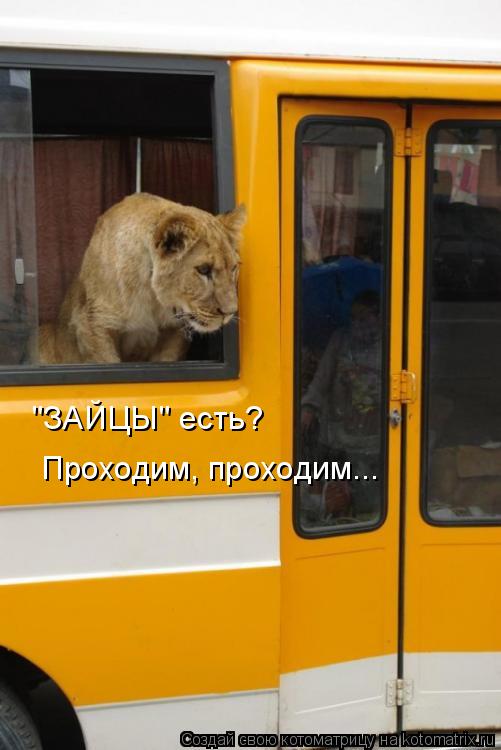 Котоматрица: "ЗАЙЦЫ" есть? Проходим, проходим...