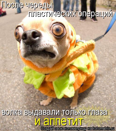 После череды волка выдавали только глаза пластических операций и аппетит... Котоматрица: После череды волка выдавали только глаза пластических операций и аппетит