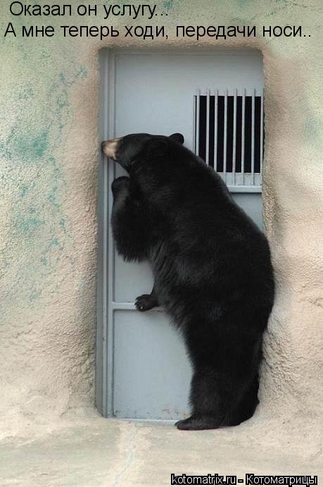 Оказал он услугу... А мне теперь ходи, передачи носи..... Котоматрица: Оказал он услугу... А мне теперь ходи, передачи носи..