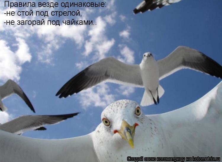 Правила везде одинаковые: -не стой под стрелой, -не загорай под чайками..... Котоматрица: Правила везде одинаковые: -не стой под стрелой, -не загорай под чайками..