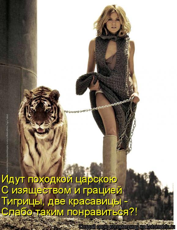 Котоматрица: Идут походкой царскою С изяществом и грацией Тигрицы, две красавицы - Слабо таким понравиться?!