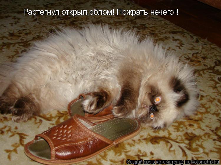 Расстегн Растегнул,открыл,облом! Пожрать нечего!!... Котоматрица: Расстегн Растегнул,открыл,облом! Пожрать нечего!!