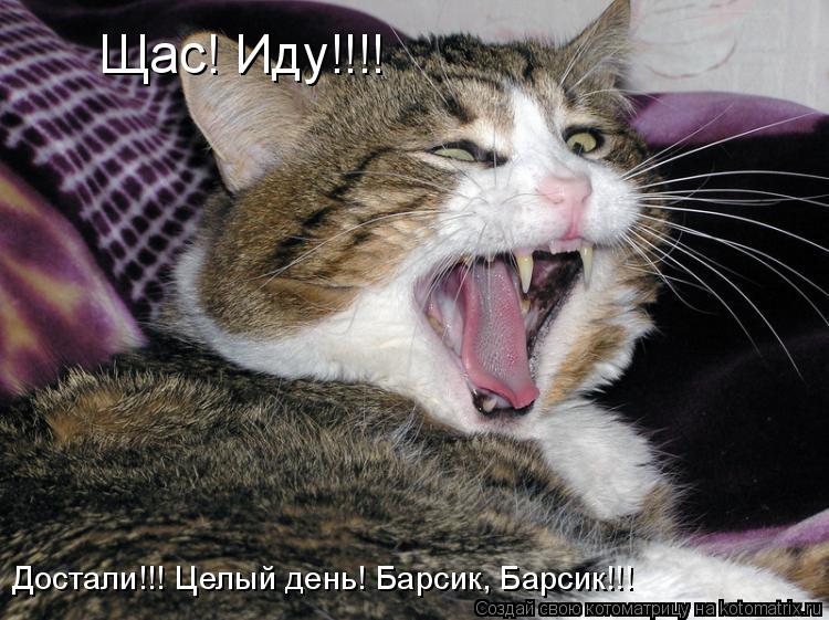 Щас! Иду!!!! Достали!!! Целый день! Барсик, Барсик!!!... Котоматрица: Щас! Иду!!!! Достали!!! Целый день! Барсик, Барсик!!!