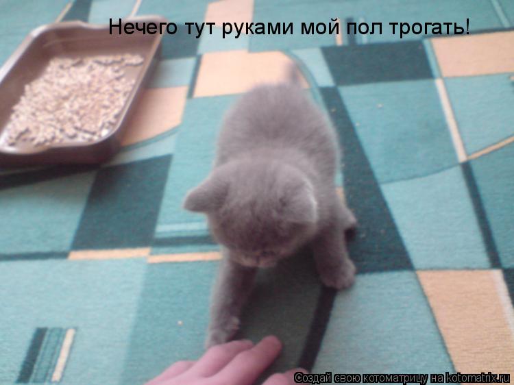 Нечего тут руками мой пол трогать!... Котоматрица: Нечего тут руками мой пол трогать!