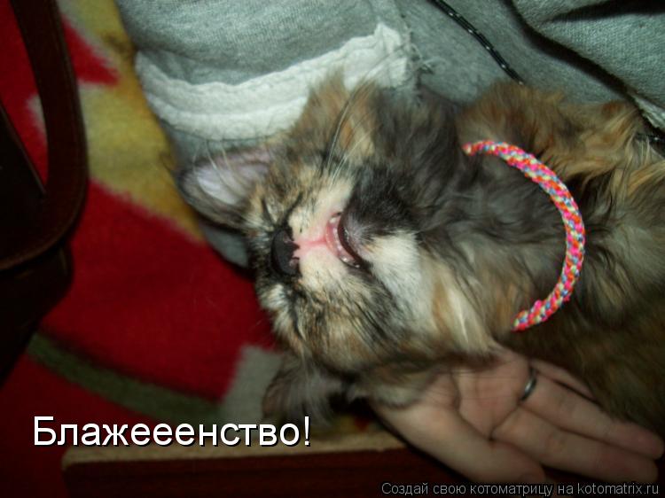 Блажееенство!... Котоматрица: Блажееенство!