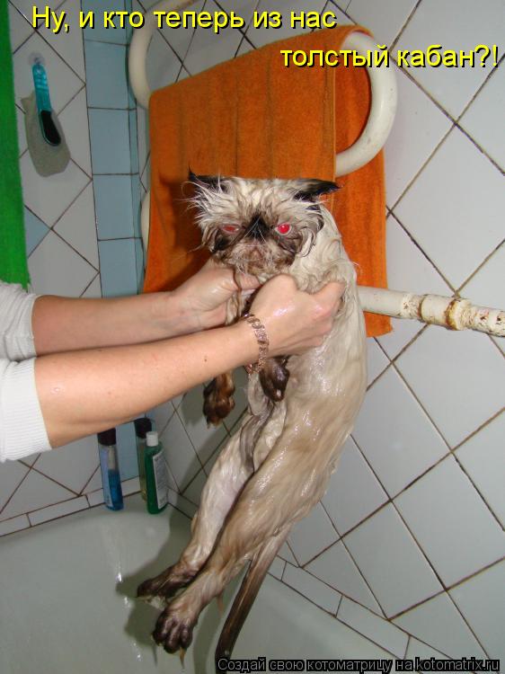 Ну, и кто теперь из нас толстый кабан?!... Котоматрица: Ну, и кто теперь из нас толстый кабан?!