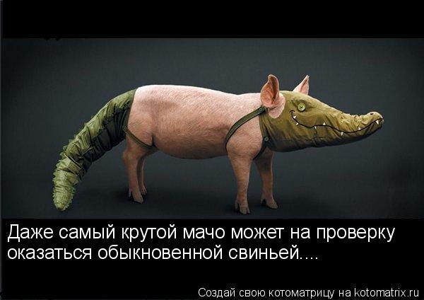 Даже самый крутой мачо может на проверку оказаться обыкновенной свиньей....... Котоматрица: Даже самый крутой мачо может на проверку оказаться обыкновенной свиньей....
