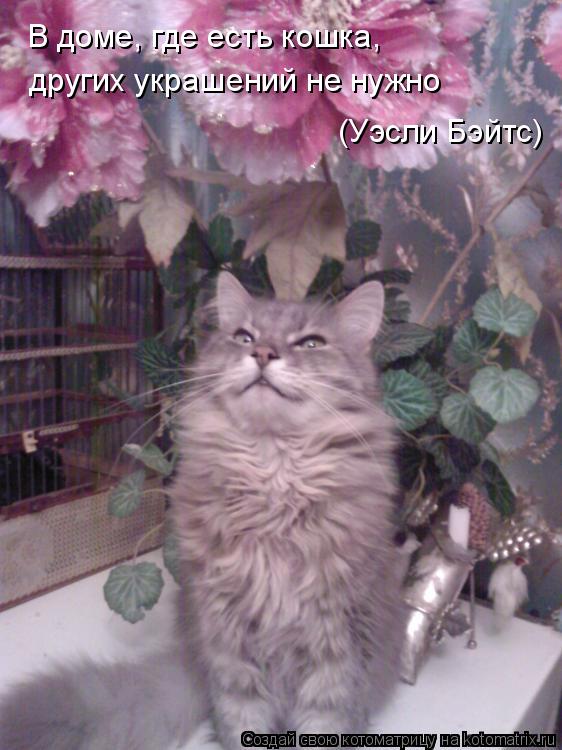 В доме, где есть кошка, других украшений не нужно (Уэсли Бэйтс)... Котоматрица: В доме, где есть кошка, других украшений не нужно (Уэсли Бэйтс)