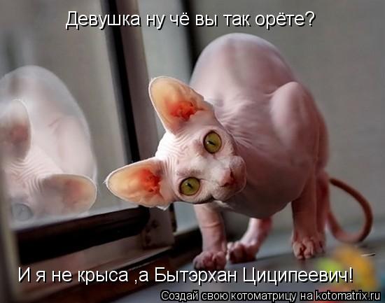 Девушка ну чё вы так орёте? И я не крыса ,а Бытэрхан Циципеевич!... Котоматрица: Девушка ну чё вы так орёте? И я не крыса ,а Бытэрхан Циципеевич!