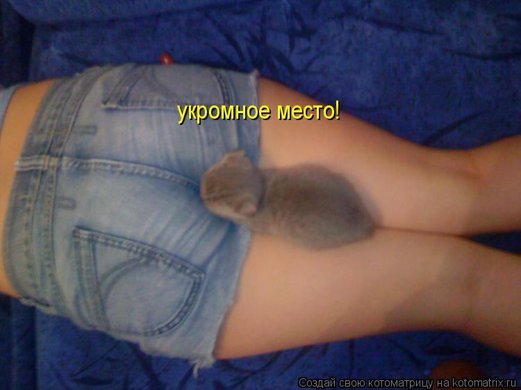укромное место!... Котоматрица: укромное место!